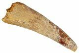 Fossil Pterosaur (Siroccopteryx) Tooth - Morocco #274334-1